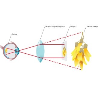 How Lenses Magnify