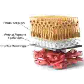 Retinal Pigmentation